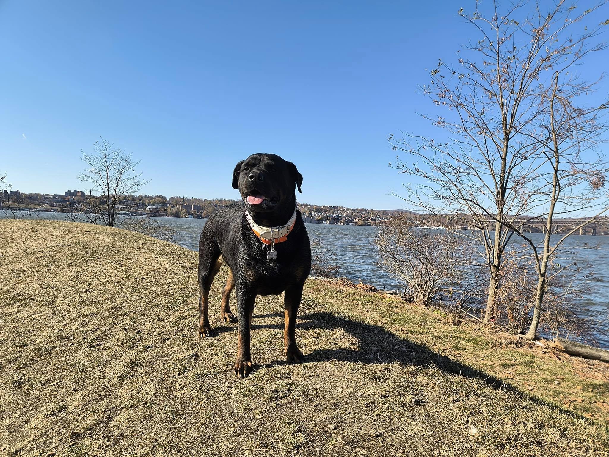 Saffron, gracie, anise willow Pomeranian, a Adopted Rottweiler in Cuddebackville, NY image 1/3