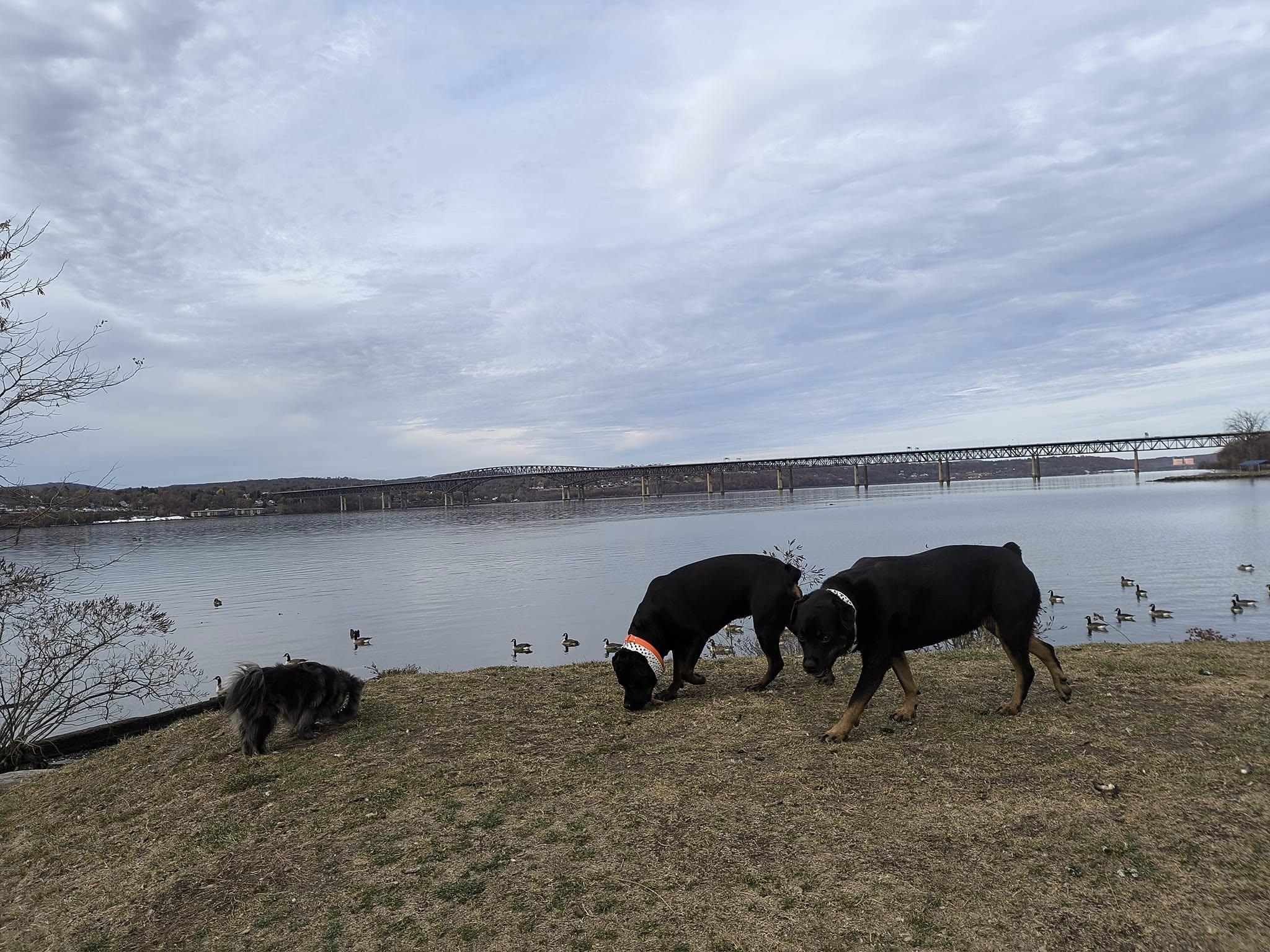 Saffron, gracie, anise willow Pomeranian, a Adopted Rottweiler in Cuddebackville, NY image 2/3