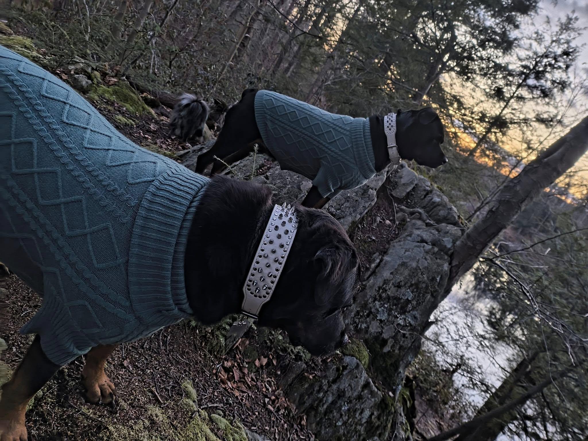 Saffron, gracie, anise willow Pomeranian, a Adopted Rottweiler in Cuddebackville, NY image 3/3