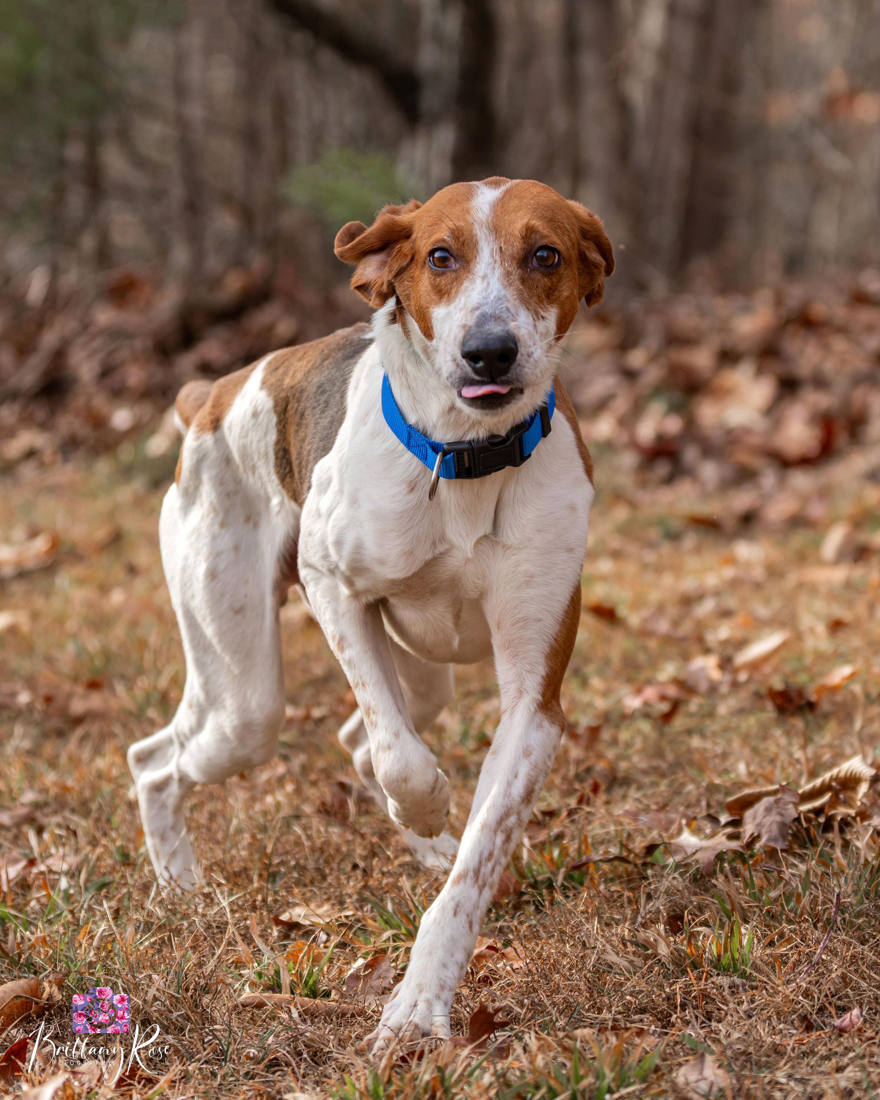 Enlarge Tucker , a ADOPTABLE Hound in Powhatan, VA image 1/4