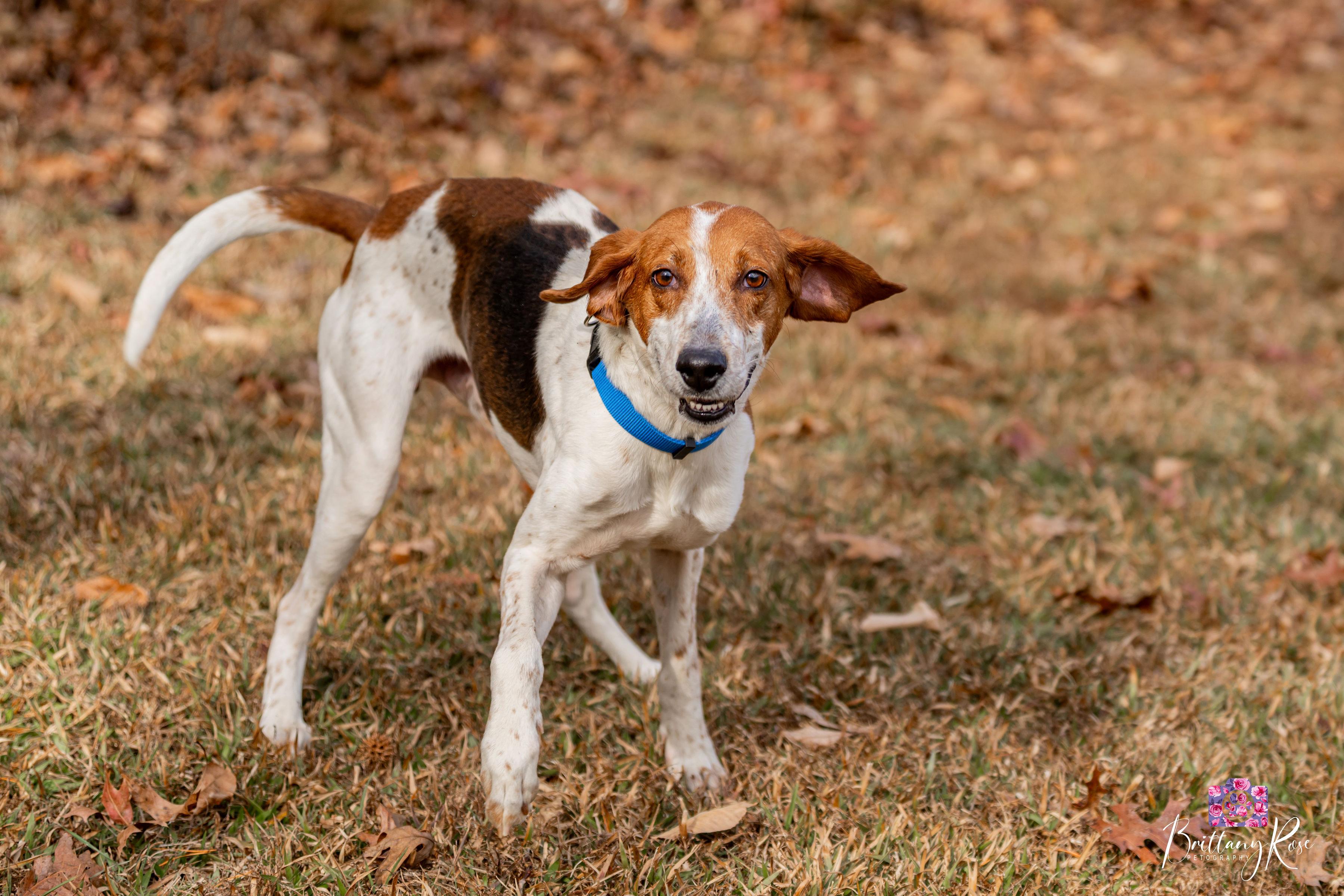 Enlarge Tucker , a ADOPTABLE Hound in Powhatan, VA image 3/4