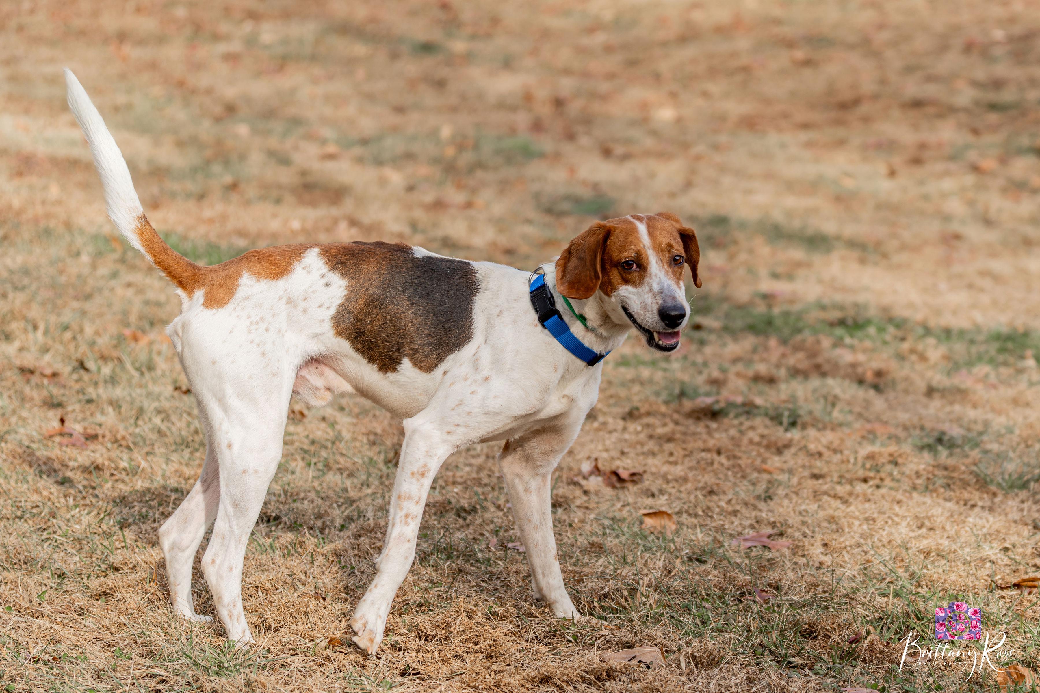 Enlarge Tucker , a ADOPTABLE Hound in Powhatan, VA image 4/4