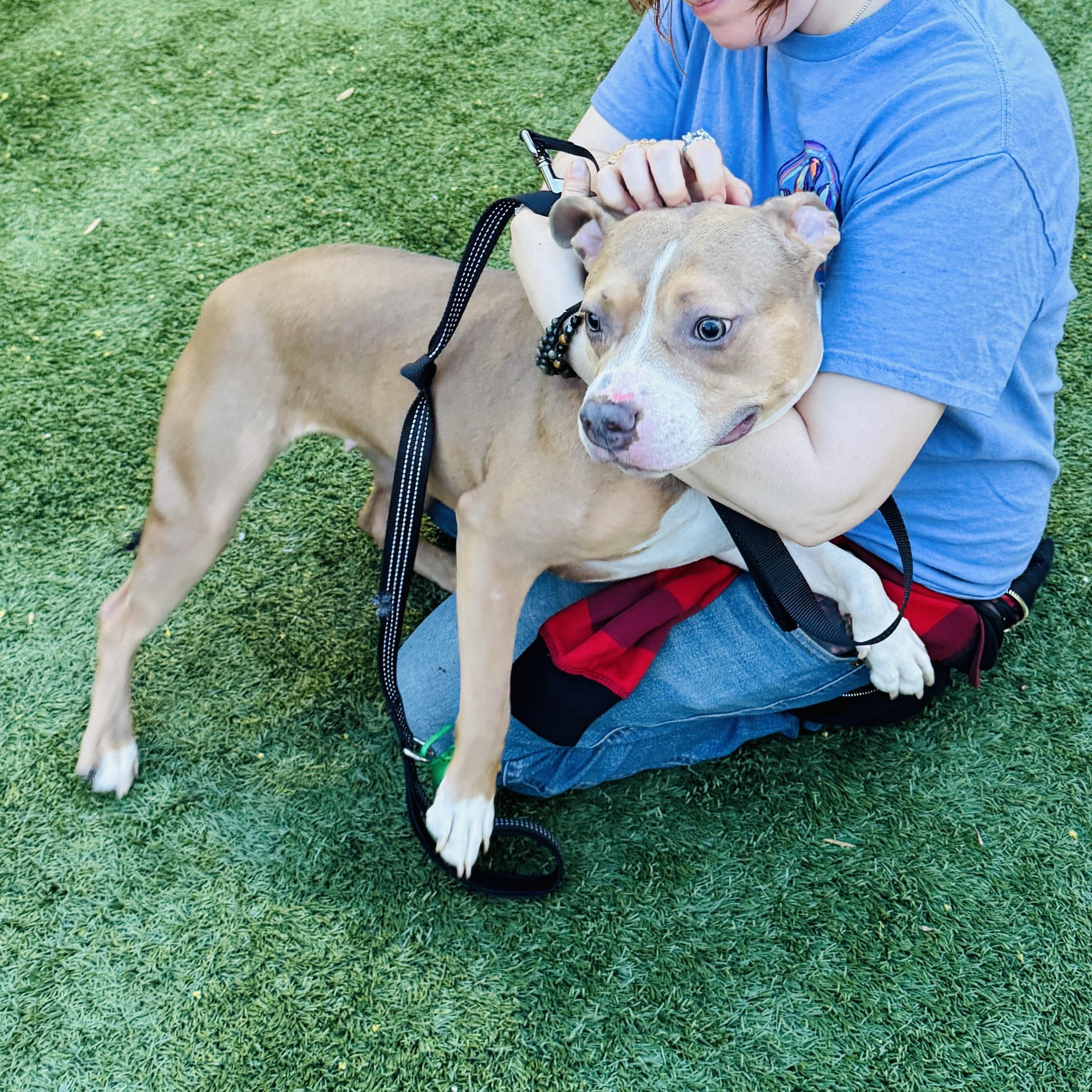 Meet COCOA - fun young sweet medium size girl! New Arrival! 10 months old, ADOPTABLE, Puppy Female American Staffordshire Terrier.