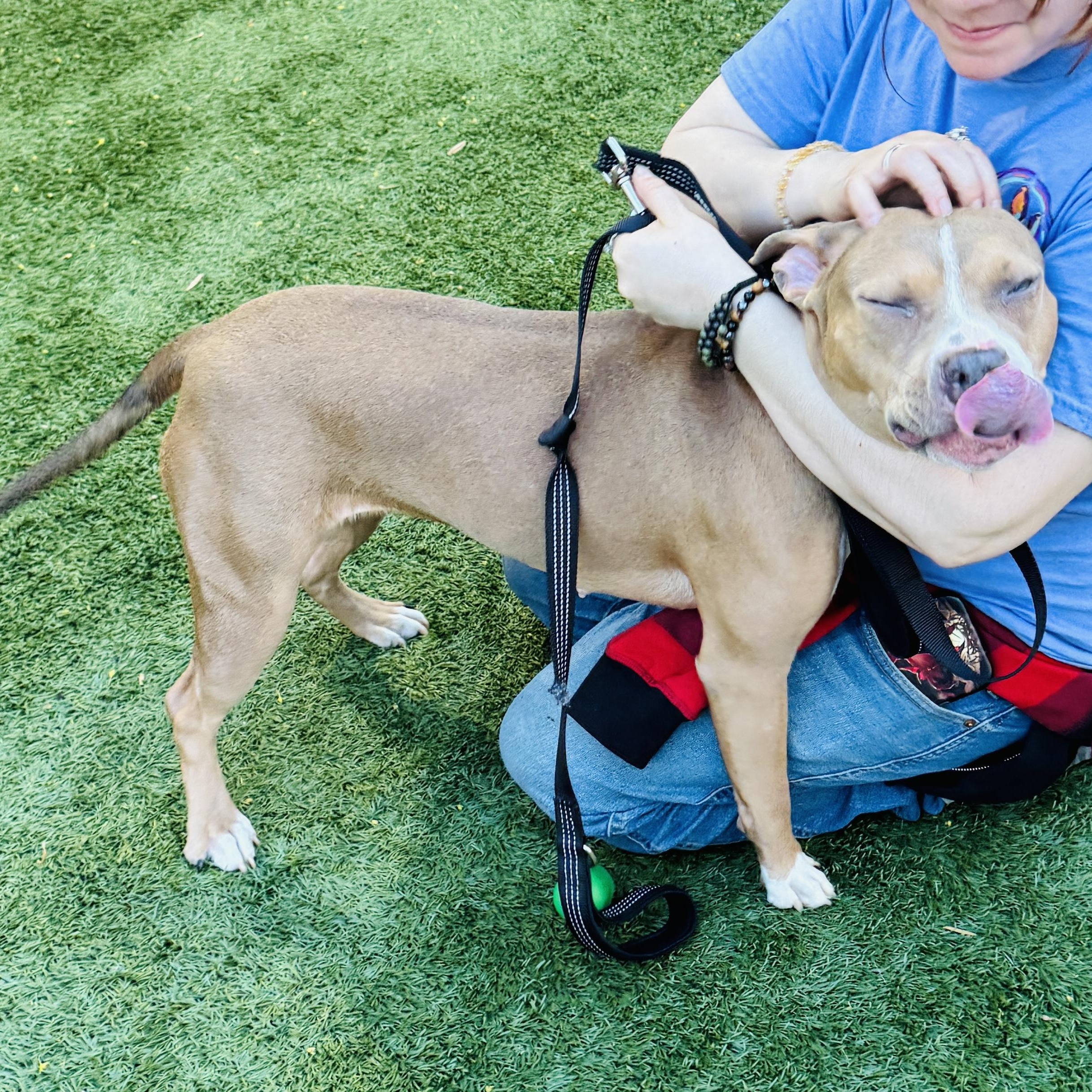 Enlarge Meet COCOA - fun young sweet medium size girl! New Arrival! 10 months old, a ADOPTABLE American Staffordshire Terrier in Clifton, NJ image 4/4