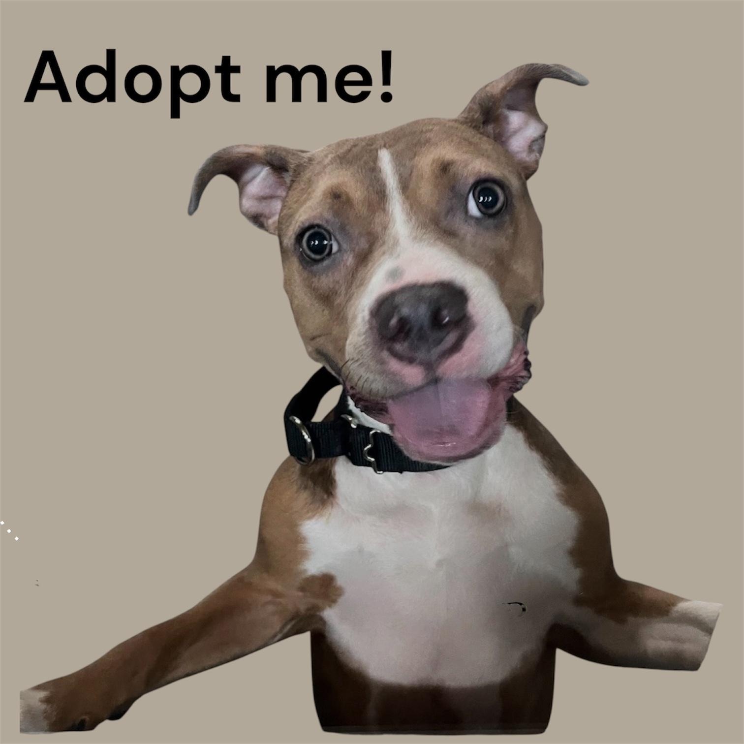 Meet COCOA - fun young sweet petite young girl - only 10 months old, ADOPTABLE, Young Female American Staffordshire Terrier.