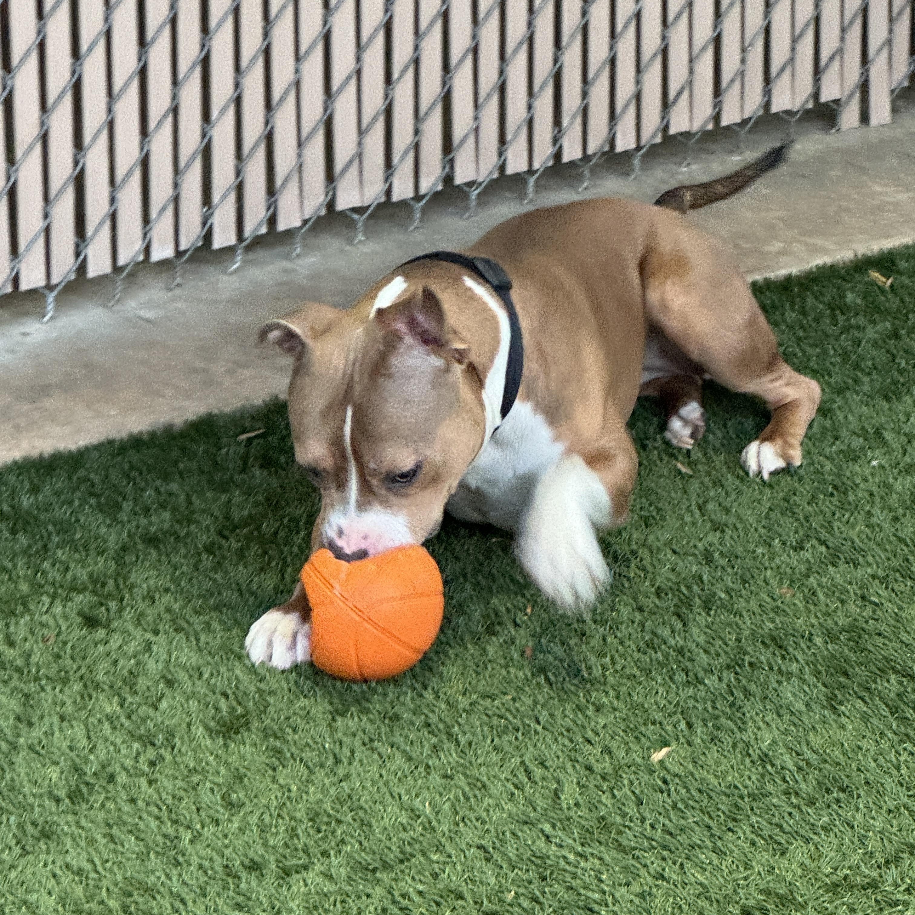 Meet COCOA - fun young sweet petite young girl - only 10 months old, a ADOPTABLE American Staffordshire Terrier in Clifton, NJ image 5/6