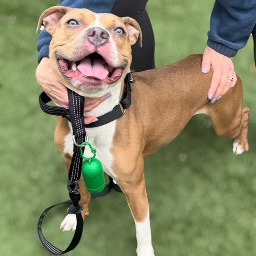 Meet COCOA - fun young sweet petite young girl - only 10 months old, a ADOPTABLE American Staffordshire Terrier in Clifton, NJ image 2/6