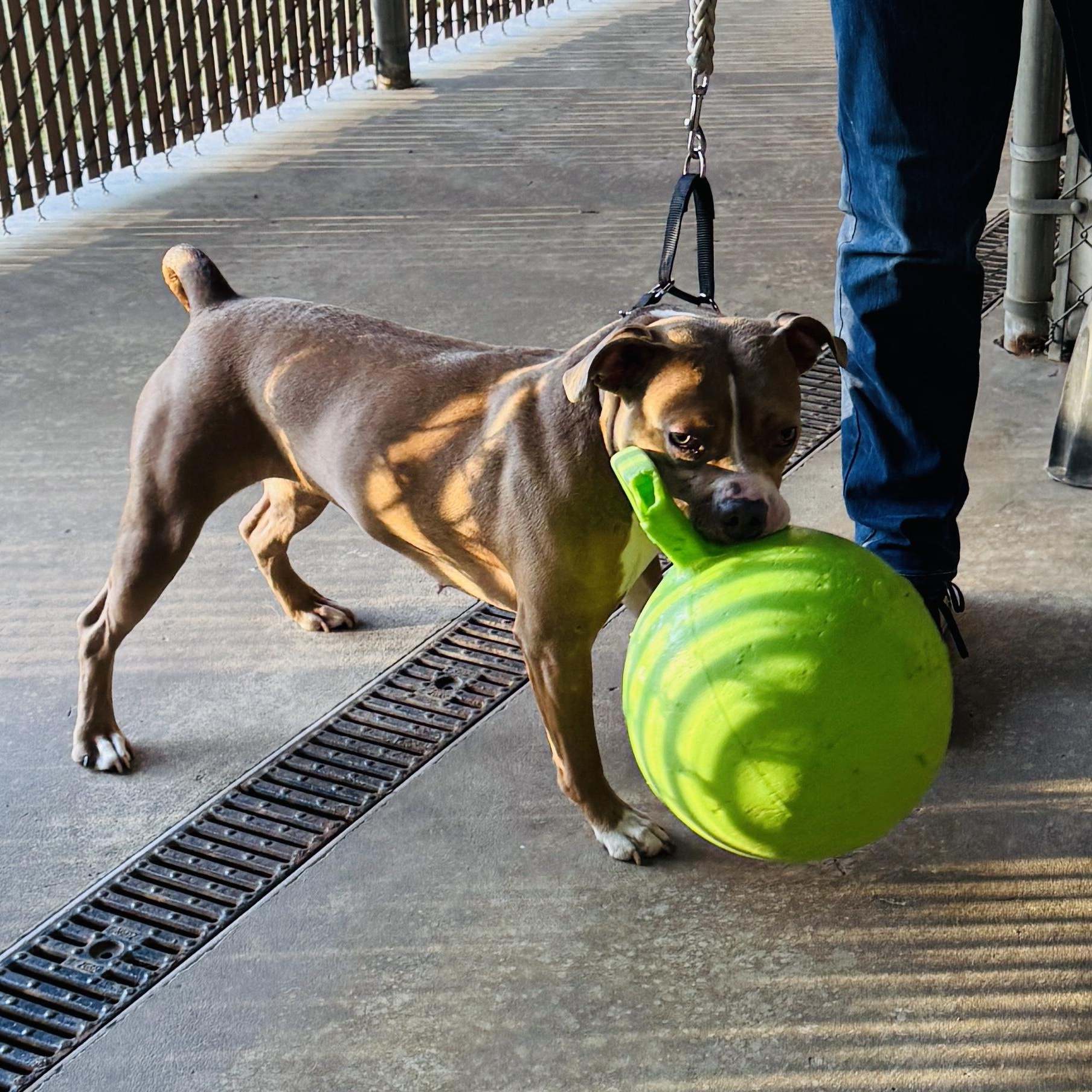 Meet COCOA - fun young sweet petite young girl - only 10 months old, a ADOPTABLE American Staffordshire Terrier in Clifton, NJ image 3/6