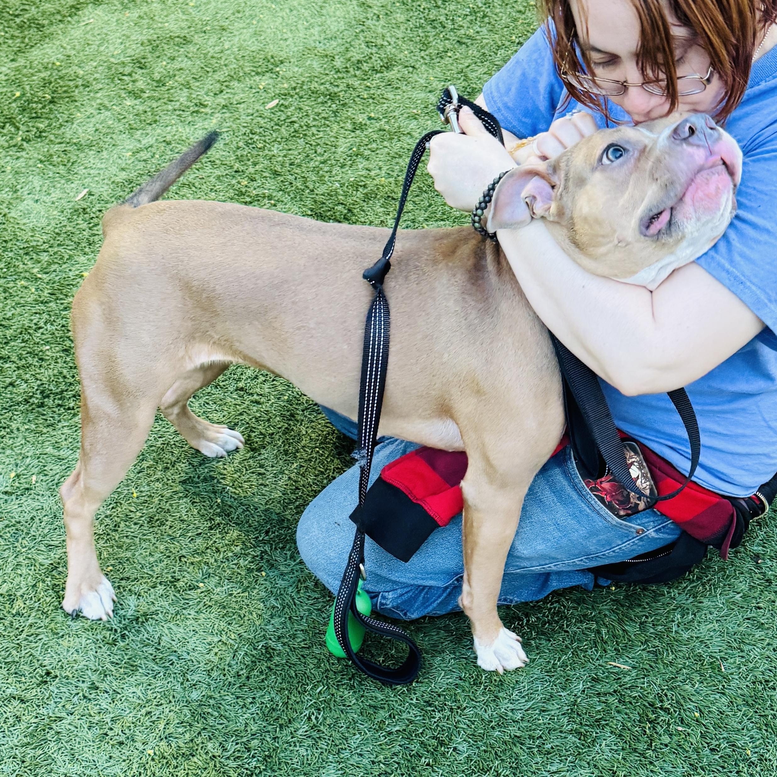 Enlarge Meet COCOA - fun young sweet medium size girl! New Arrival! 10 months old, a ADOPTABLE American Staffordshire Terrier in Clifton, NJ image 3/4