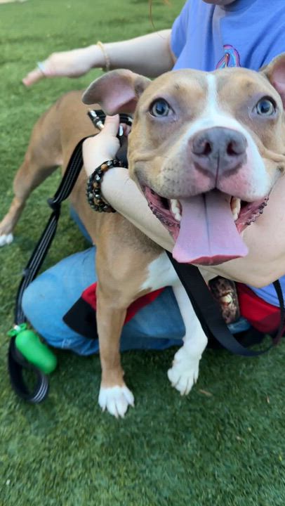 Enlarge Meet COCOA - fun young sweet medium size girl! New Arrival! 10 months old, a ADOPTABLE American Staffordshire Terrier in Clifton, NJ video 2/4