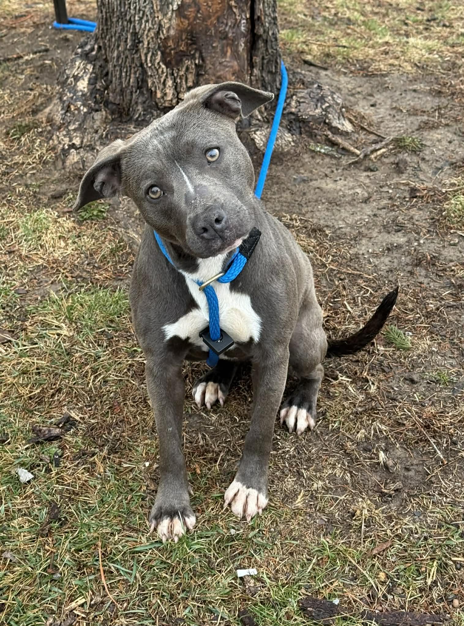 Emmie, adopted, Young Female Pit Bull Terrier.