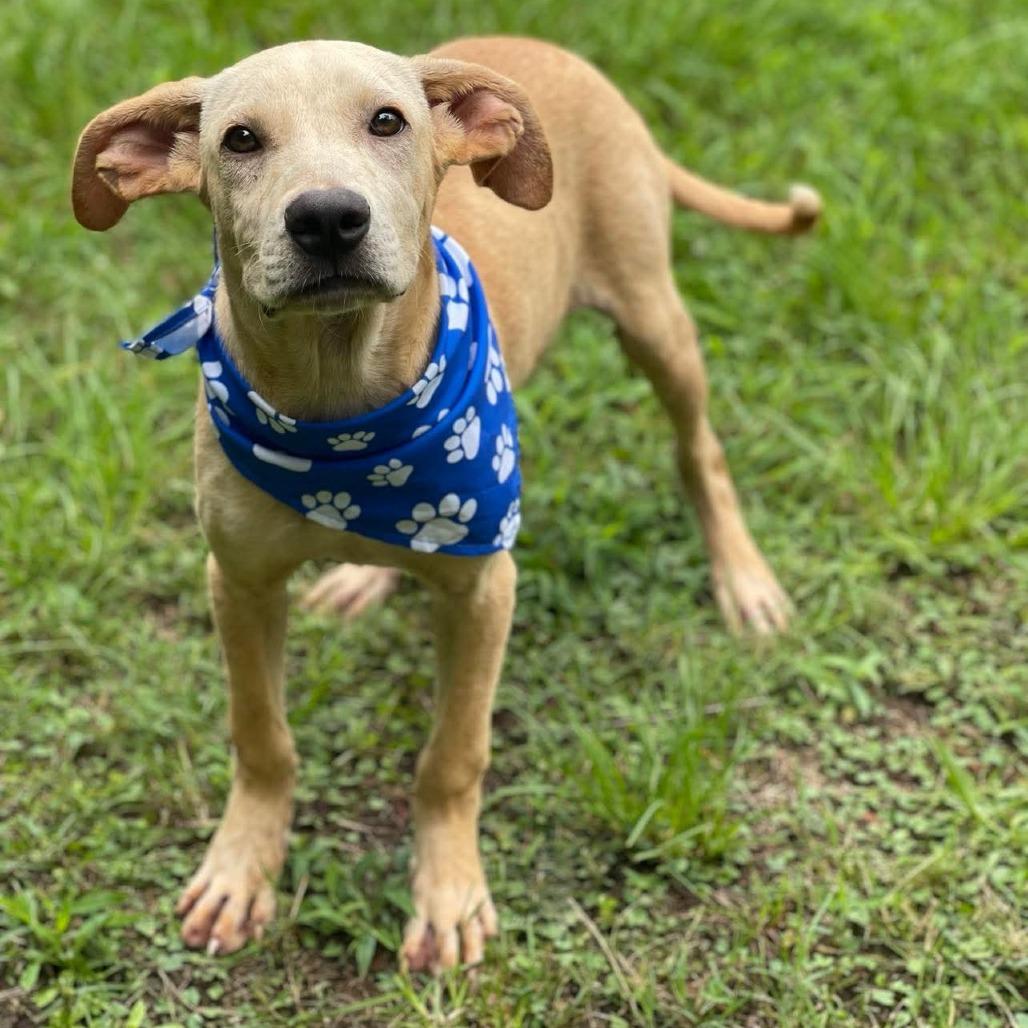 Granola, Adoptable, Puppy Male Labrador Retriever.