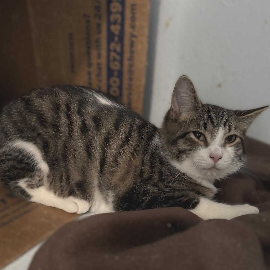 Enlarge Rory, a Adoptable Domestic Short Hair in Portage, MI image 1/3