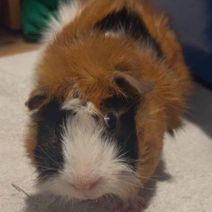 Enlarge S'mores, a Adoptable Guinea Pig in Tacoma, WA image 1/1