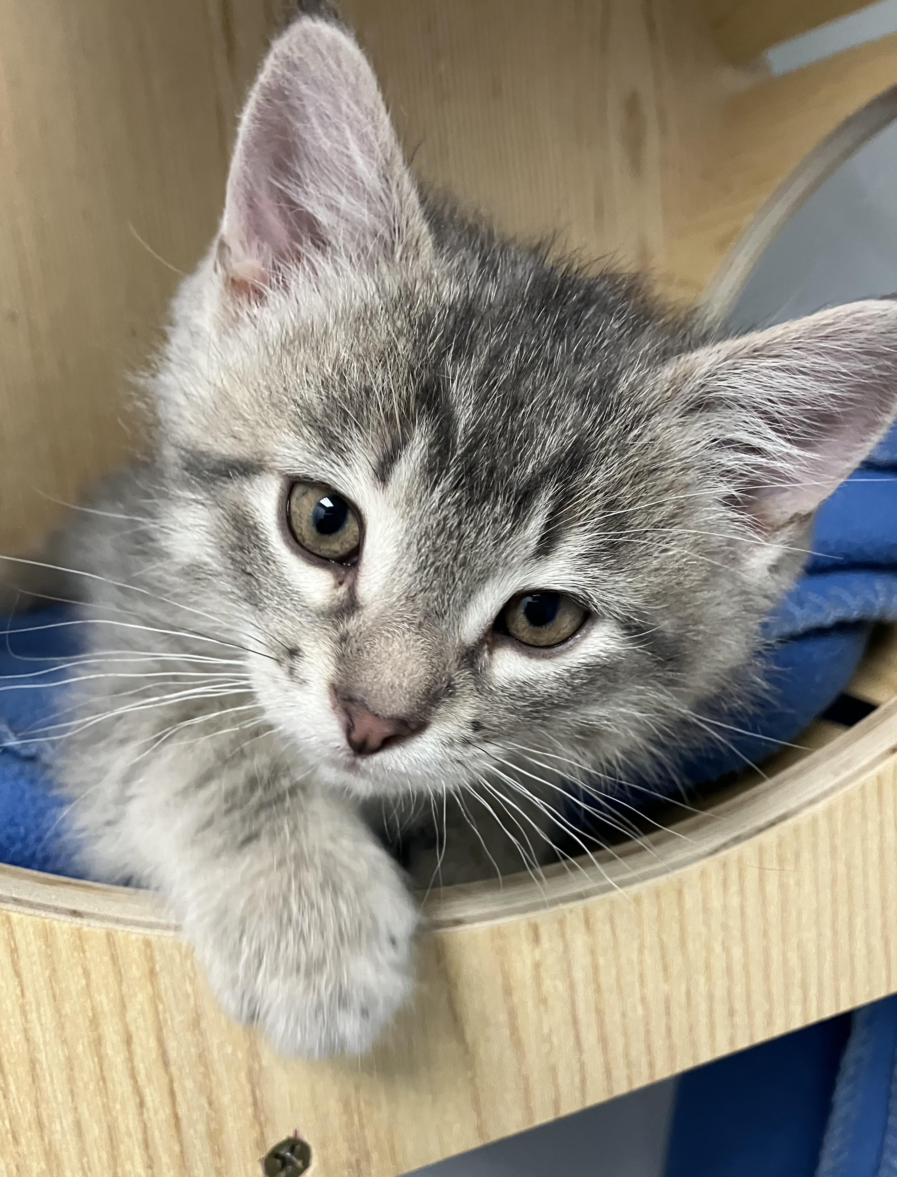 Metro, adopted, Kitten Male Domestic Short Hair.