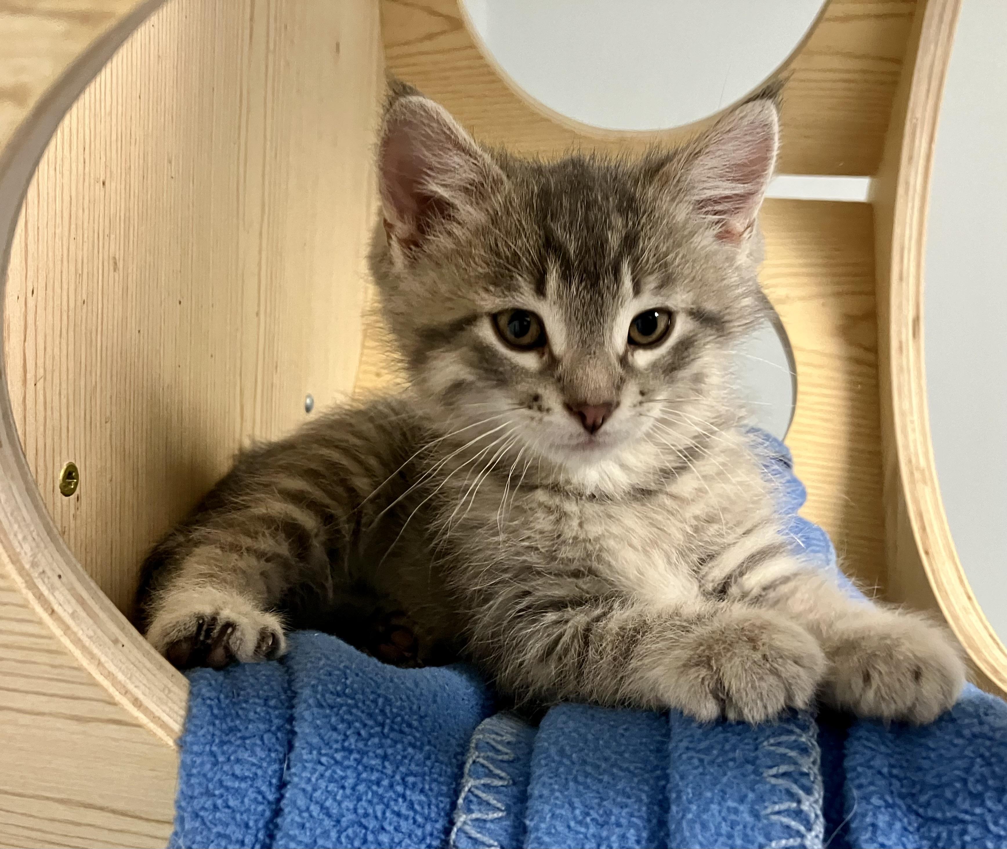 Enlarge Metro, an adopted Domestic Short Hair in Dodgeville, WI image 2/2