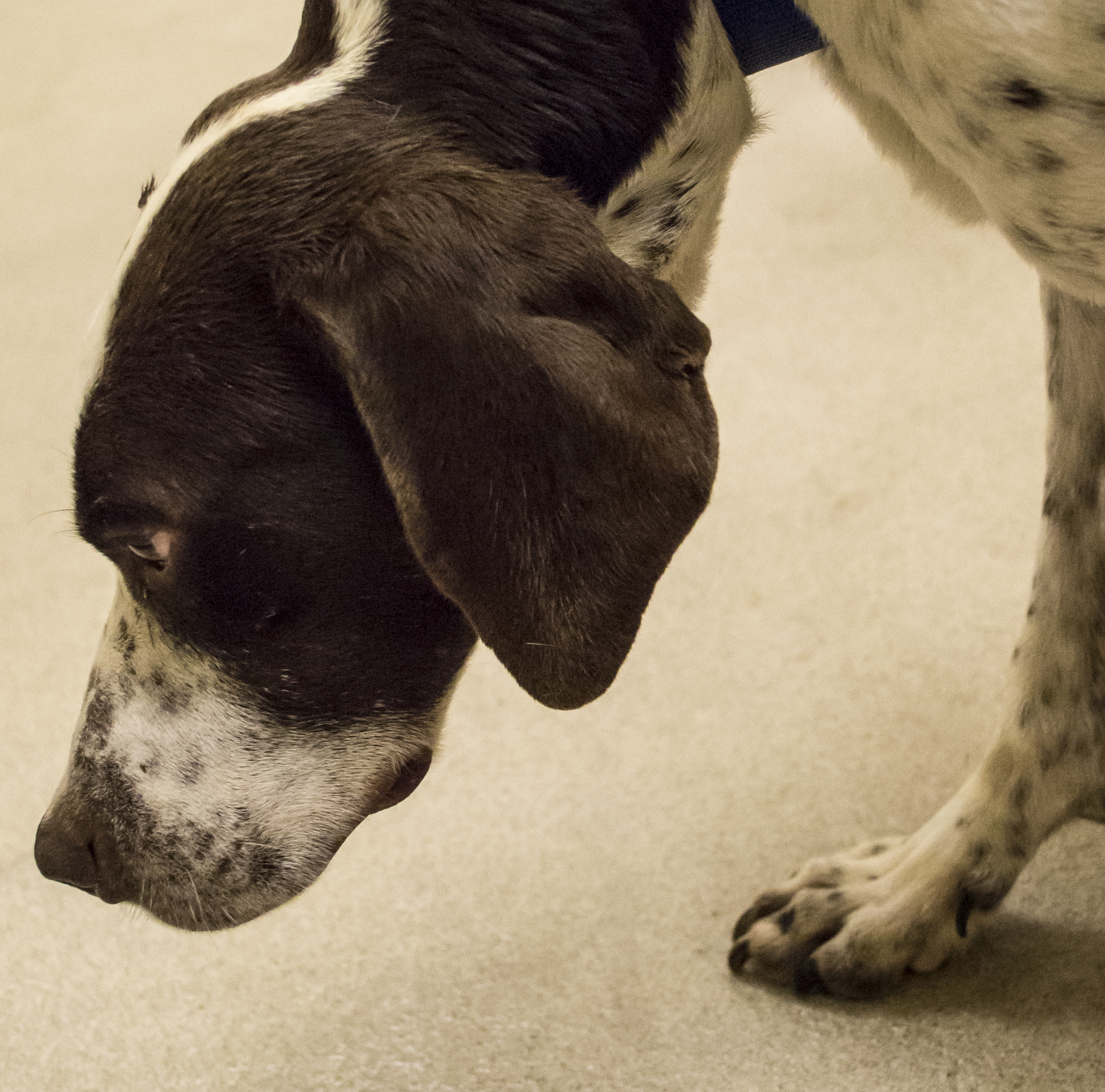 Freckles, Adopted, Senior Male German Shorthaired Pointer.