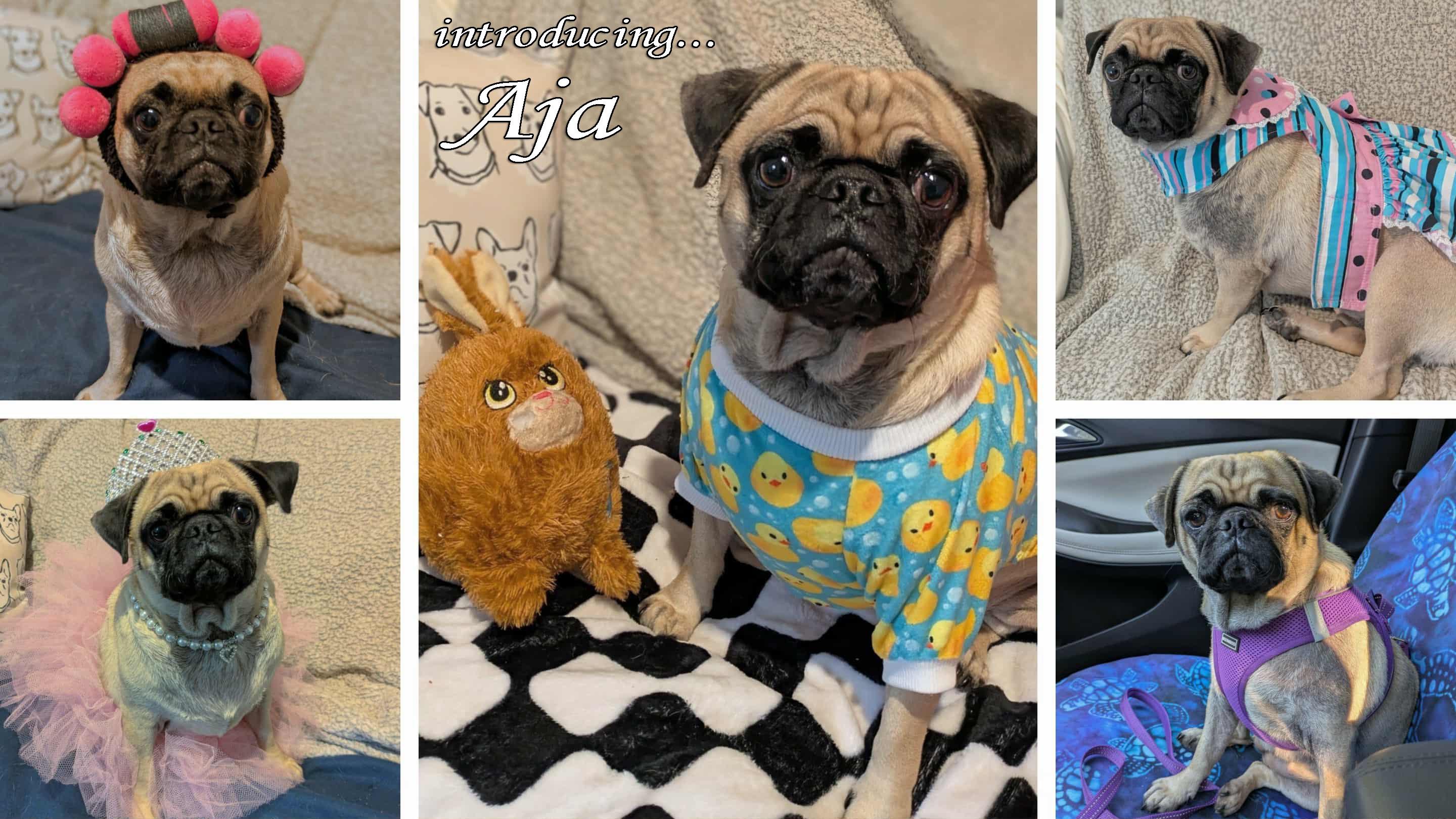 Aja, Adopted, Young Female Pug.
