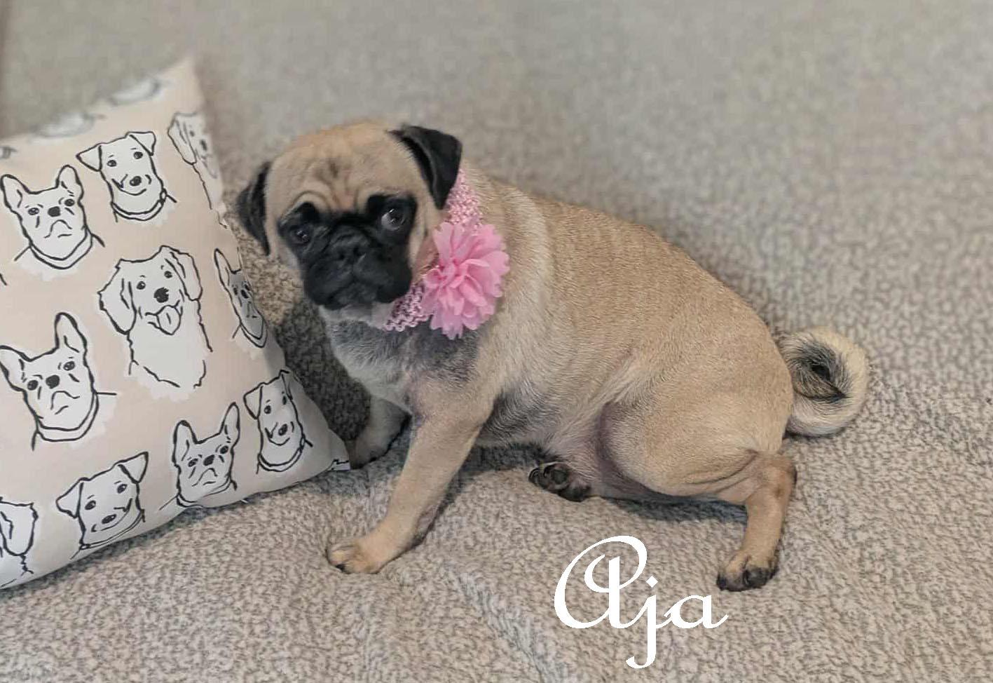 Aja, a Adopted Pug in Ozark, AL image 2/4