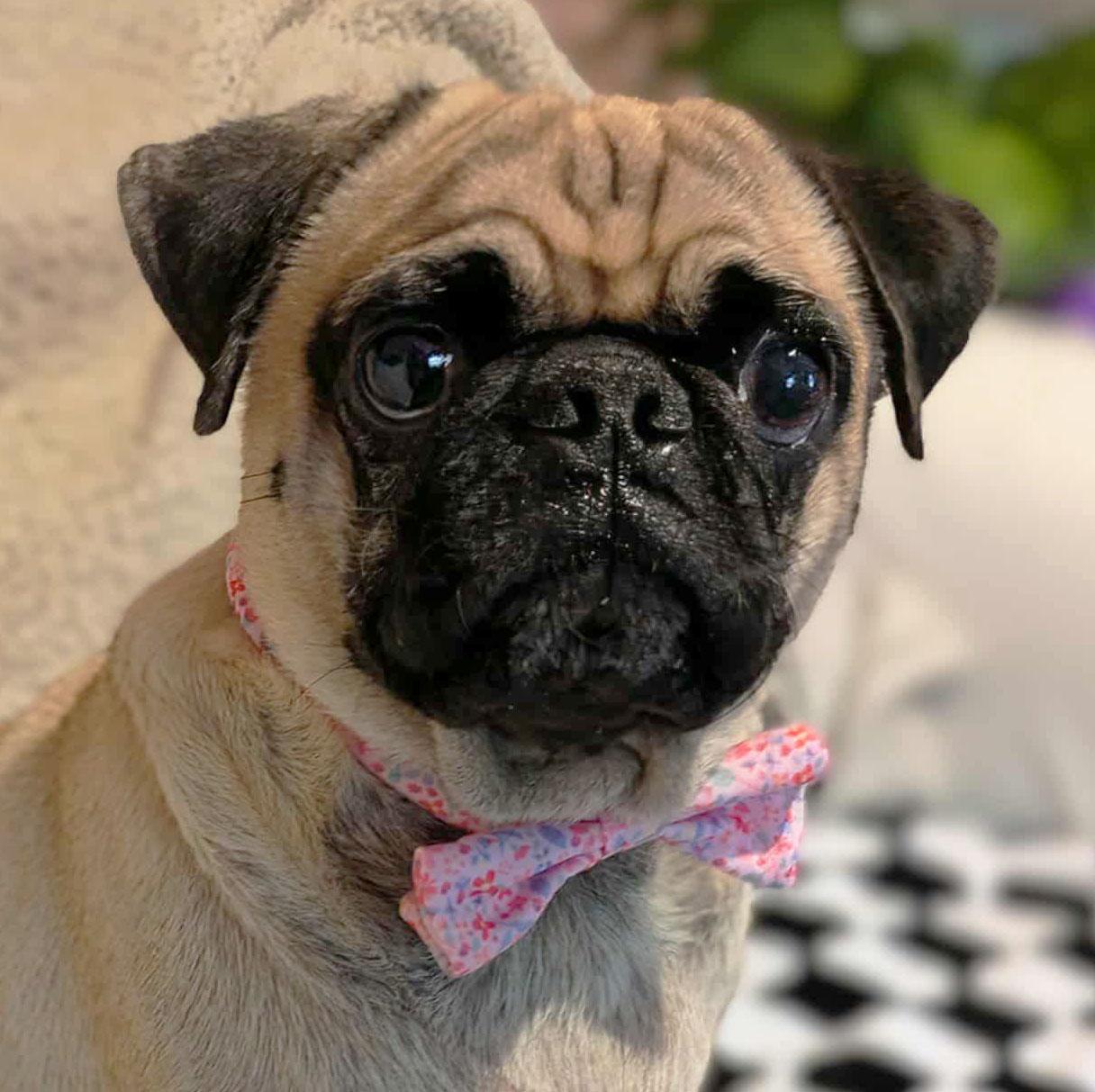 Aja, a Adopted Pug in Ozark, AL image 4/4