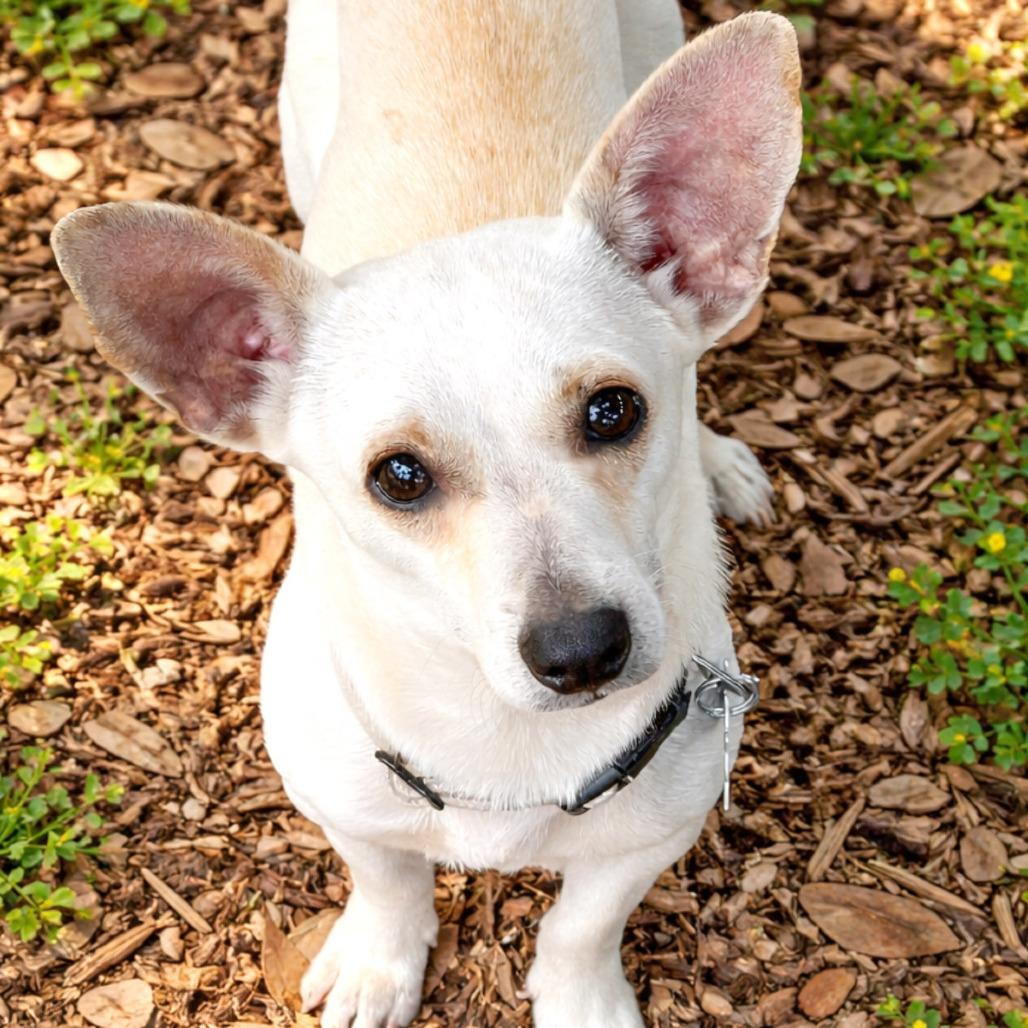 Kettle Corn, a Adoptable mixed breed in Boerne, TX image 2/4