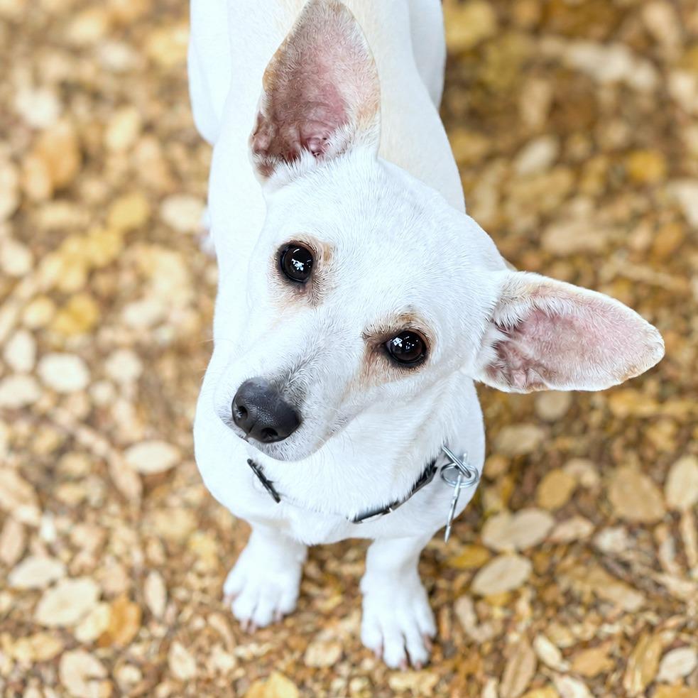Kettle Corn, a Adoptable mixed breed in Boerne, TX image 2/5