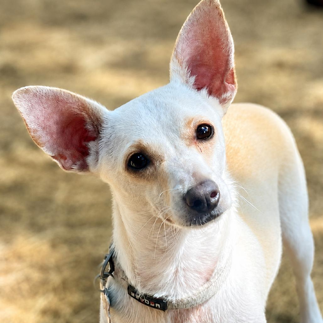Kettle Corn, Adoptable, Young Male Chihuahua & Mixed Breed.
