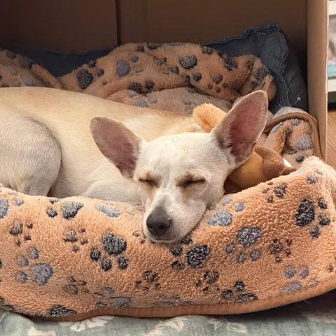 Kettle Corn, a Adoptable mixed breed in Boerne, TX image 3/5