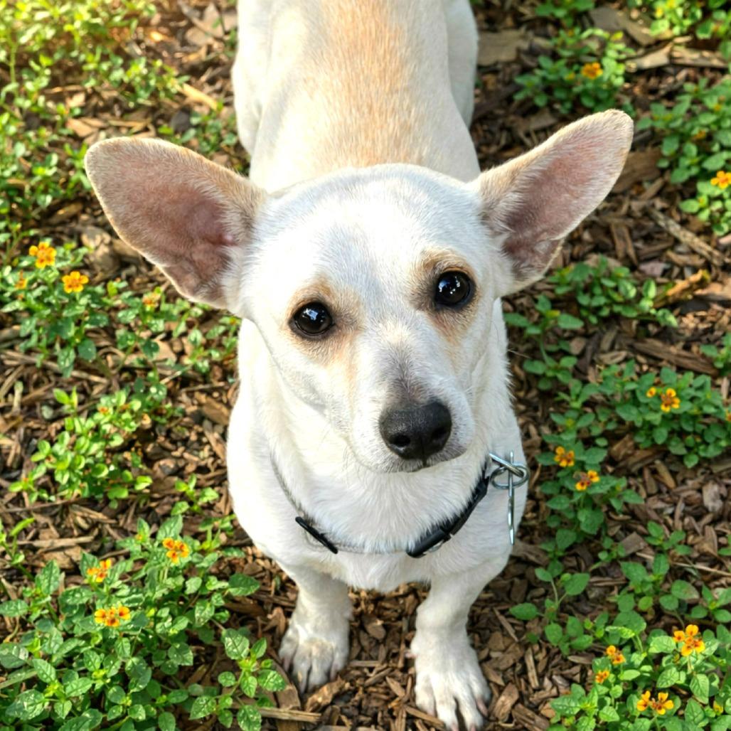 Kettle Corn, a Adoptable mixed breed in Boerne, TX image 3/4