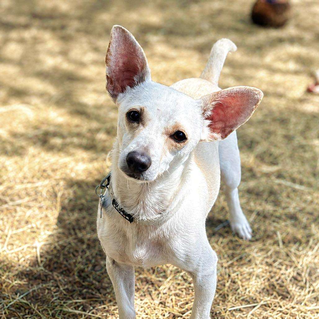 Kettle Corn, a Adoptable mixed breed in Boerne, TX image 4/5