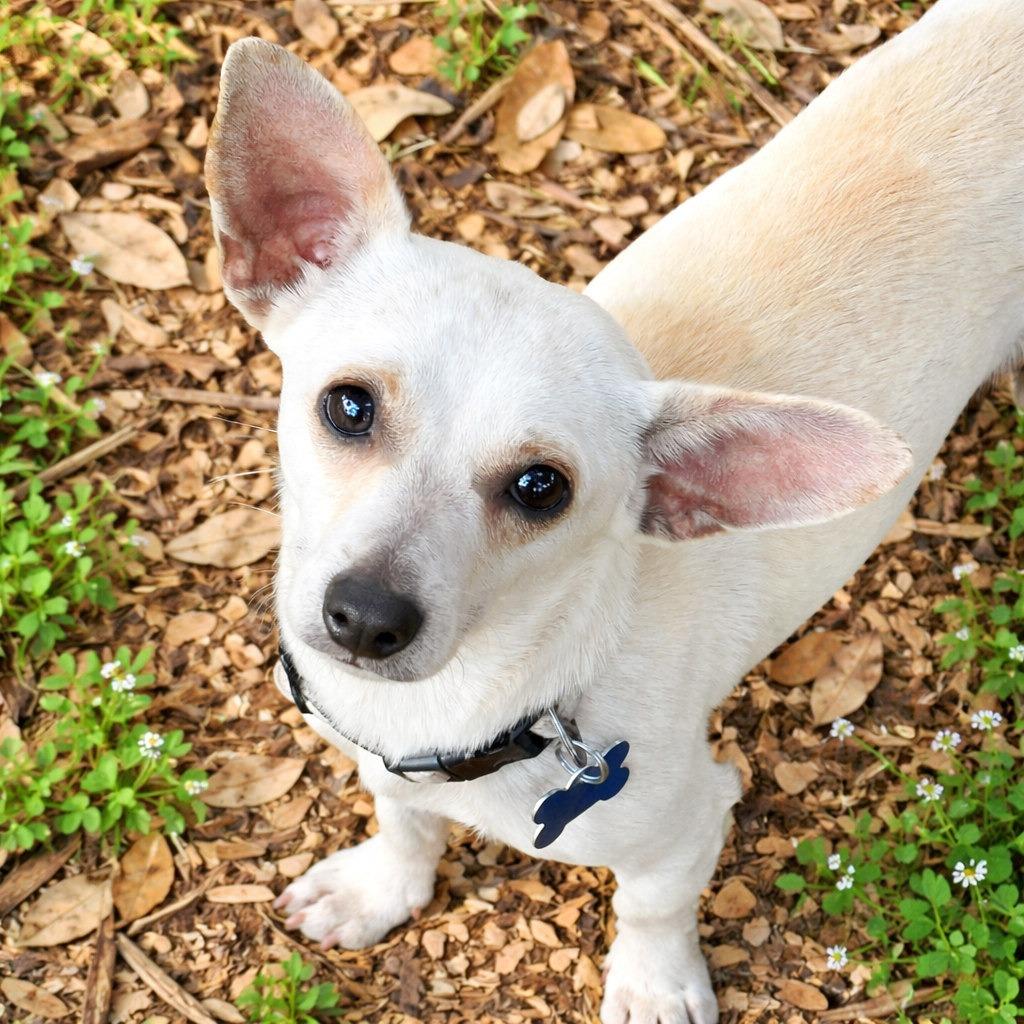 Kettle Corn, a Adoptable mixed breed in Boerne, TX image 4/4