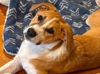 Sunny, Adoptable, Young Male Beagle & Border Collie.