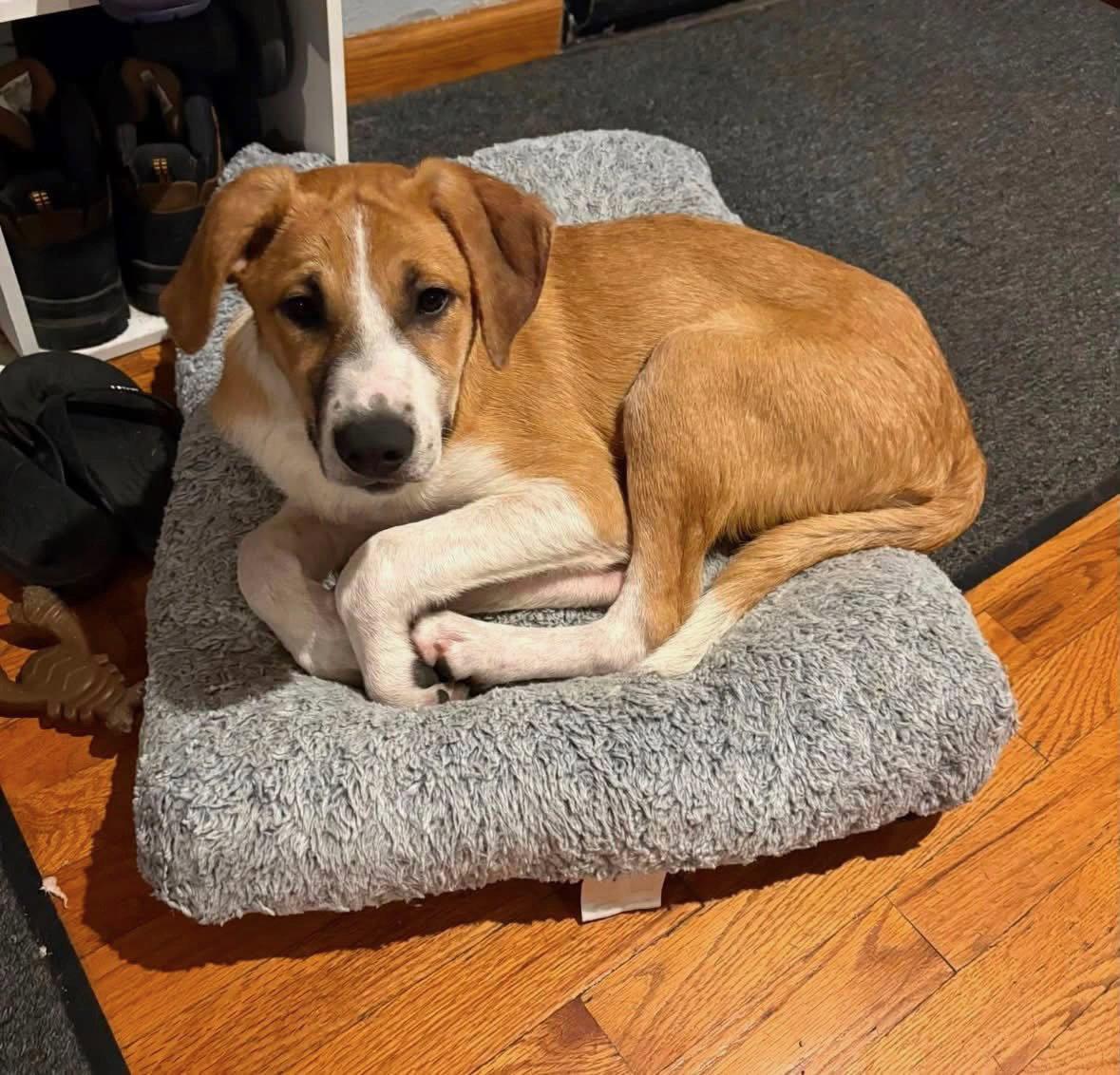 Enlarge Sunny, a Adoptable mixed breed in Mattoon, IL image 2/2