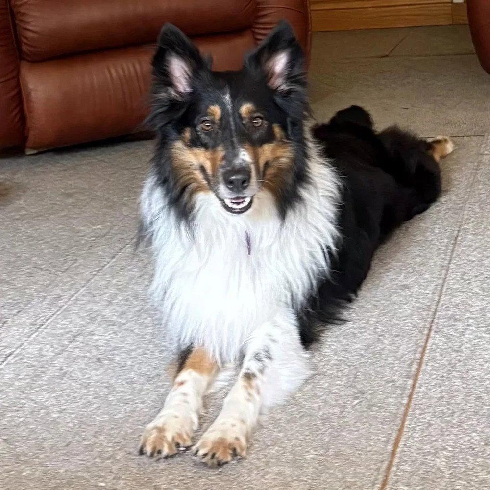 Enlarge Sam adoption pending, a Adoptable Collie in Dublin, OH image 1/3