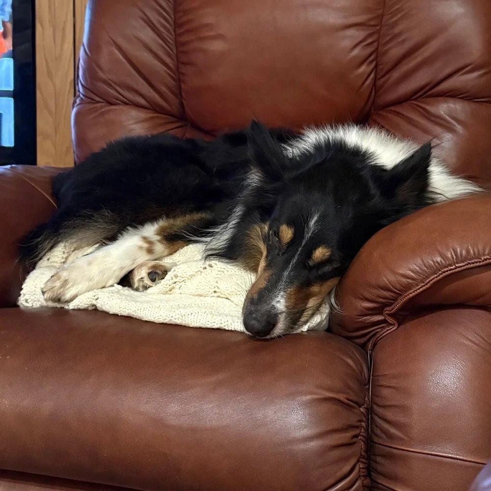 Enlarge Sam adoption pending, a Adoptable Collie in Dublin, OH image 2/3