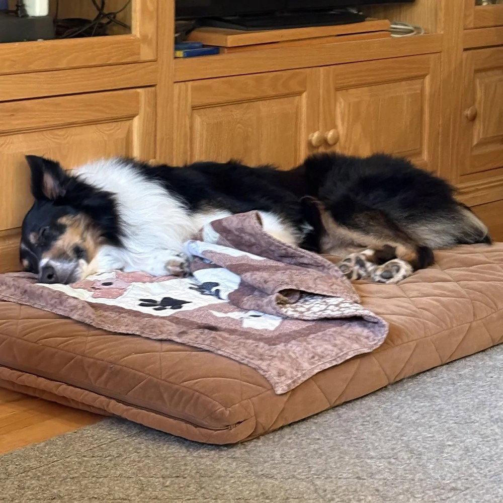 Enlarge Sam adoption pending, a Adoptable Collie in Dublin, OH image 3/3