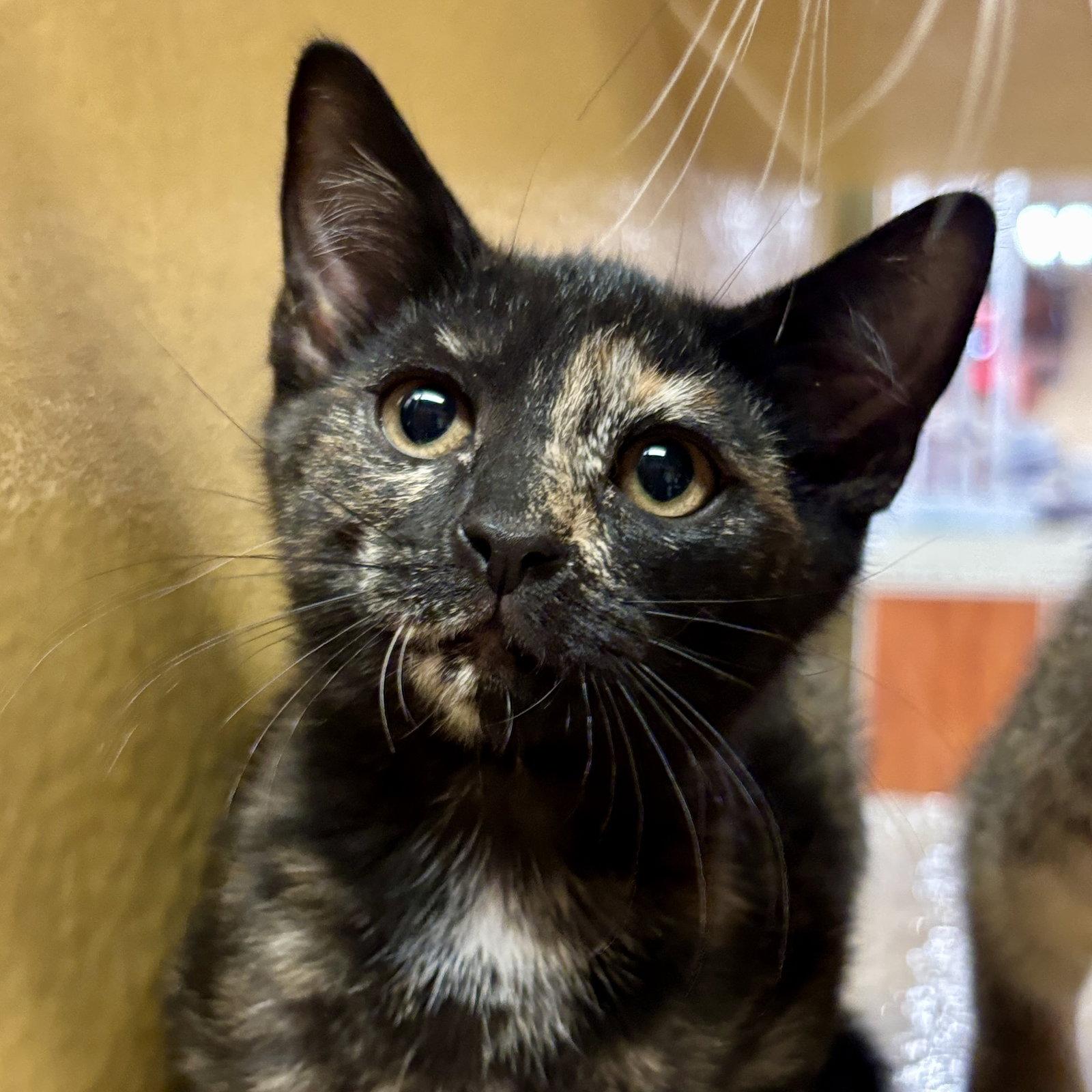 Sassafrass, Adopted, Kitten Female Domestic Short Hair.