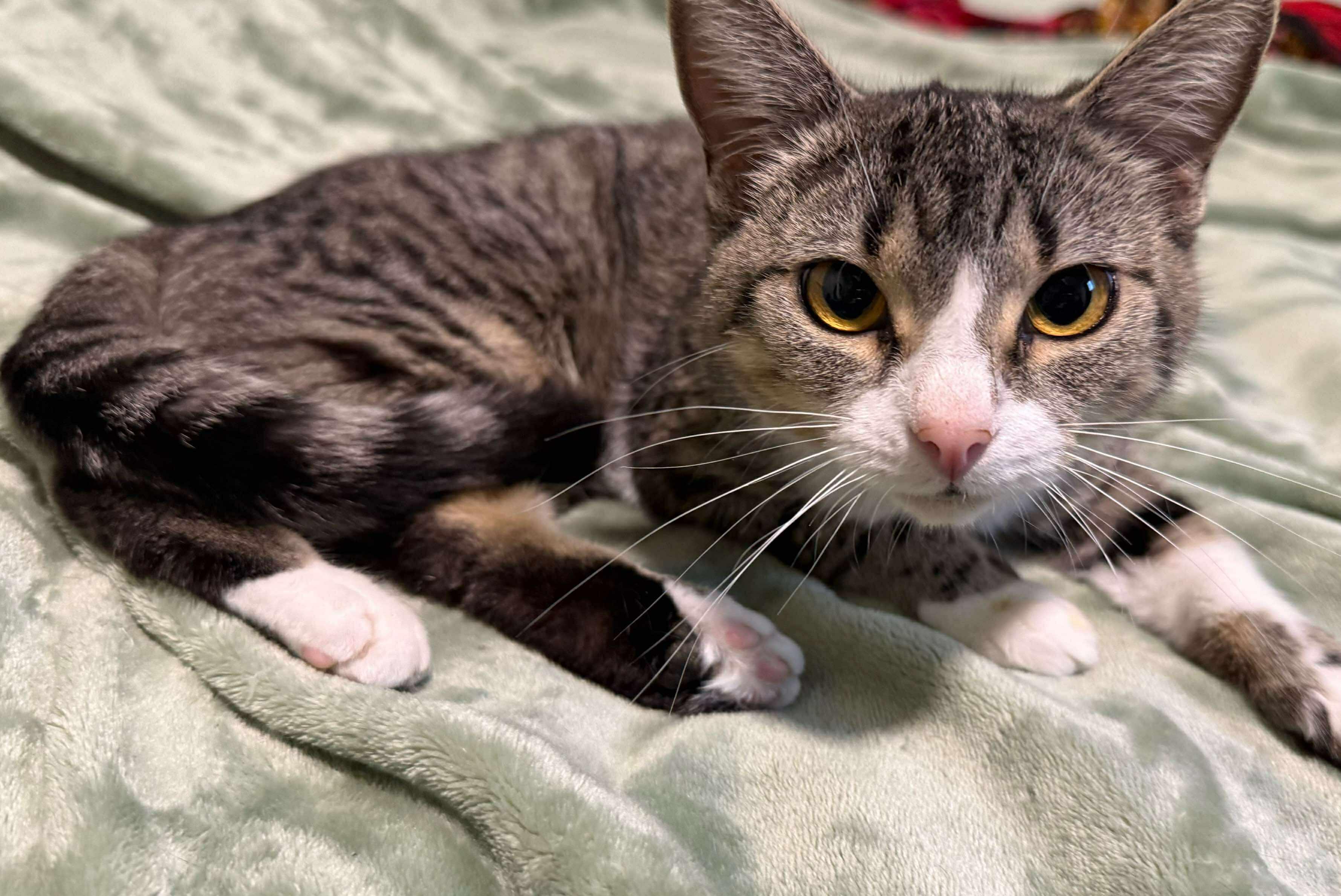 Enlarge Polly, a Adoptable Domestic Short Hair in Winnipeg, MB image 1/4