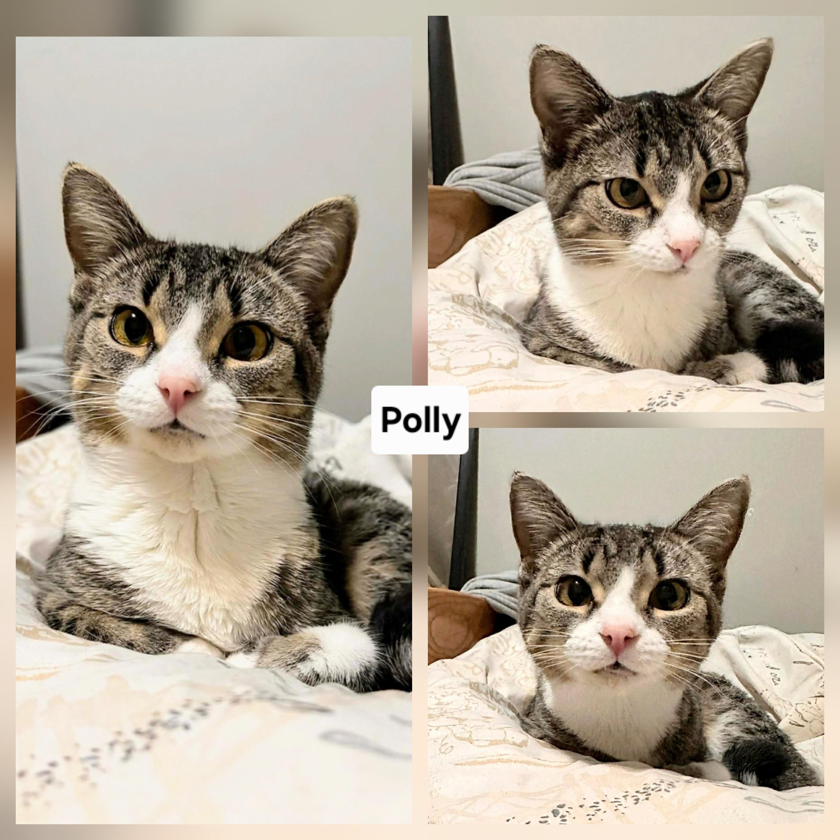 Enlarge Polly, a Adoptable Domestic Short Hair in Winnipeg, MB image 2/4