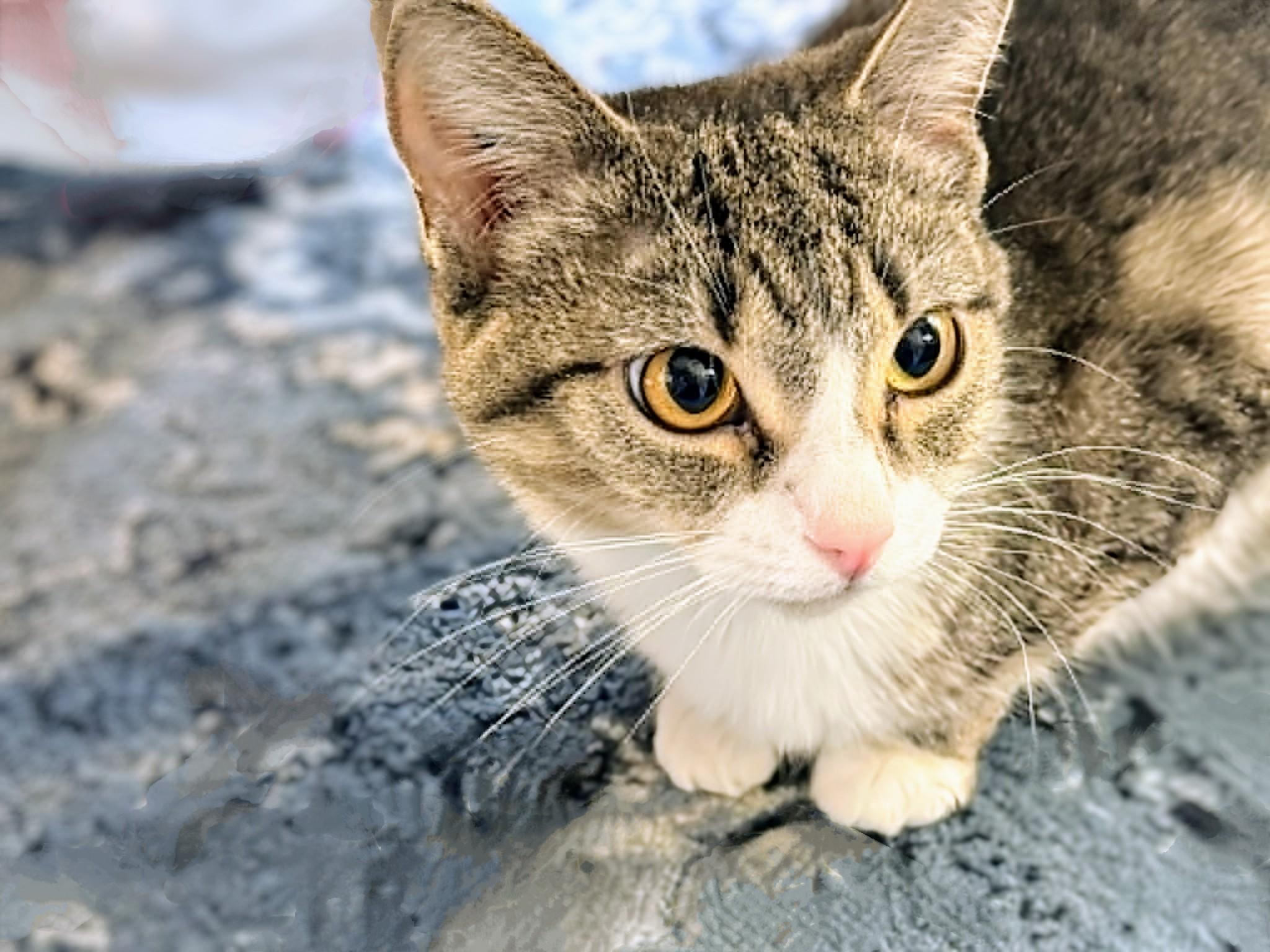 Enlarge Polly, a Adoptable Domestic Short Hair in Winnipeg, MB image 4/4