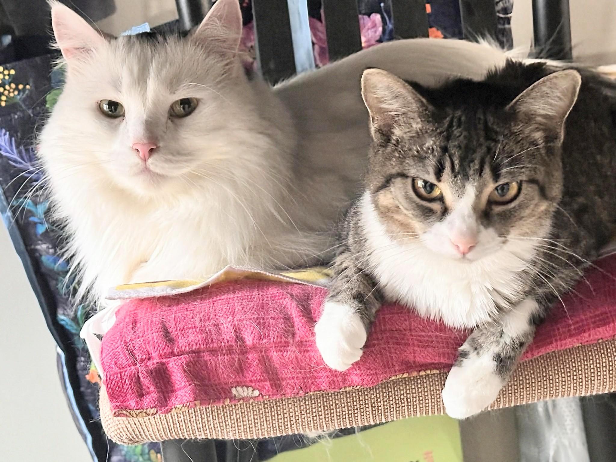 Enlarge Polly, a Adoptable Domestic Short Hair in Winnipeg, MB image 3/4