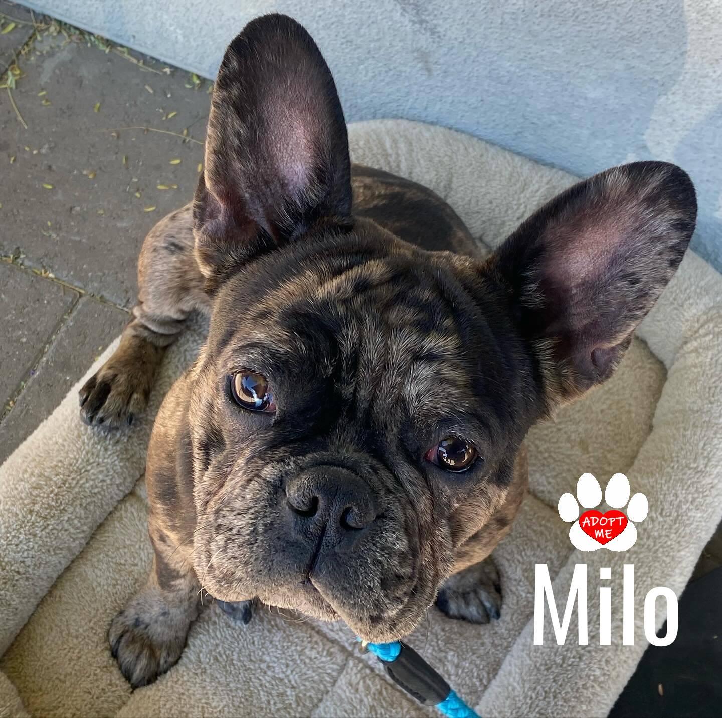 Milo, ADOPTABLE, Adult Male French Bulldog.