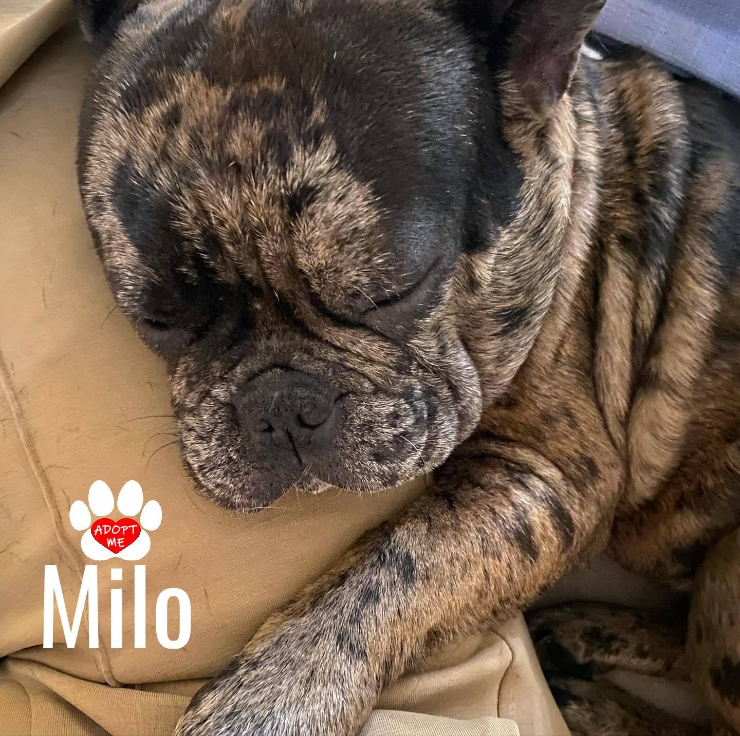 Milo, a ADOPTABLE French Bulldog in Coachella, CA image 2/2