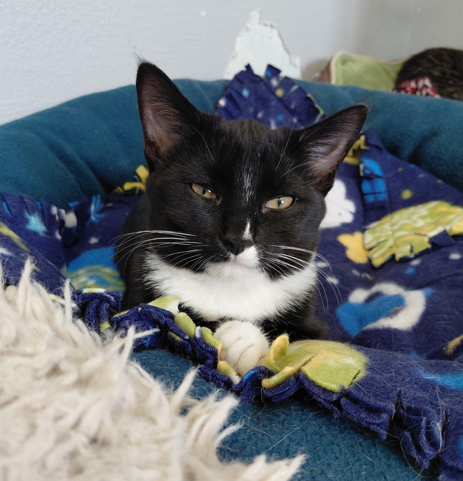 Buffy, a Adopted mixed breed in Montello, WI image 3/3