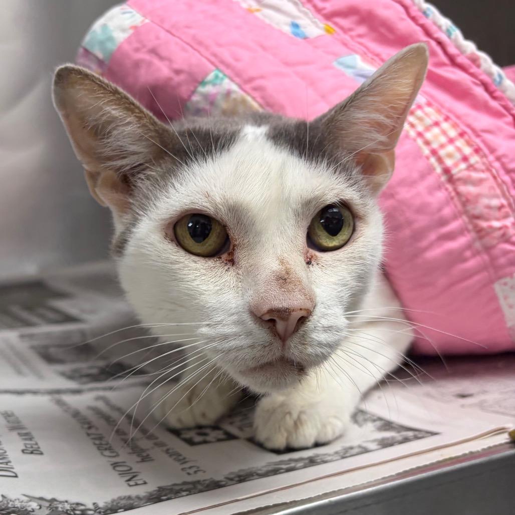Enlarge Buster KCAC, a Adoptable Domestic Short Hair in Kerrville, TX image 1/5