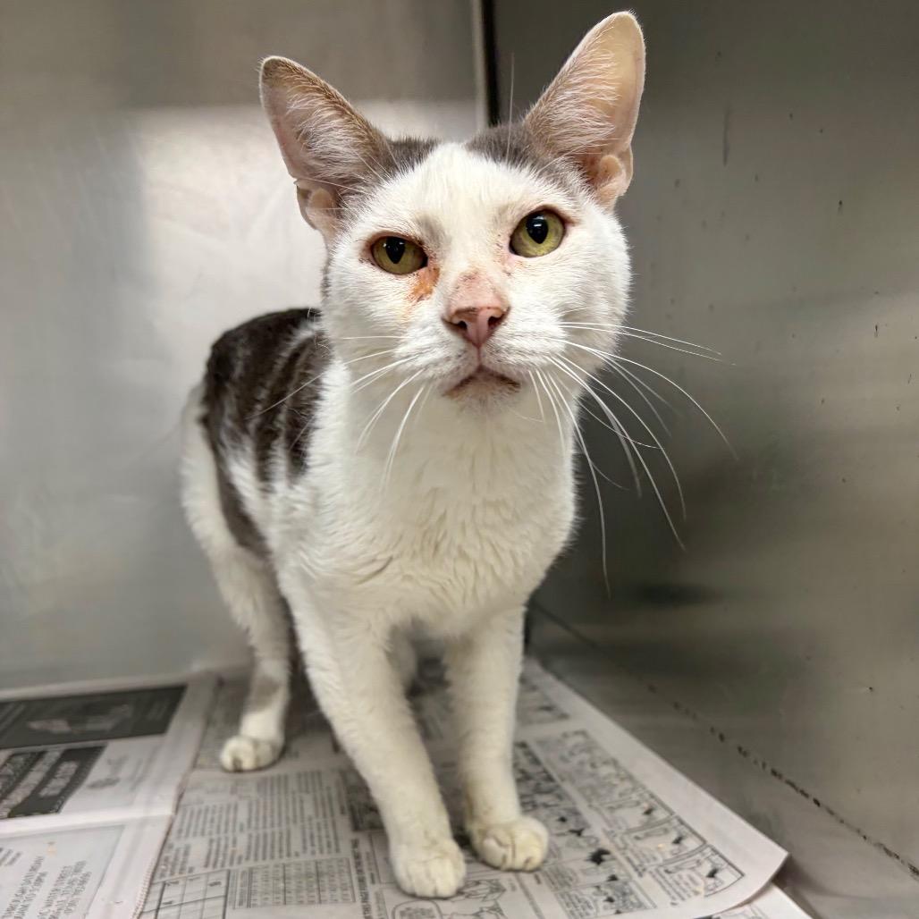 Enlarge Buster KCAC, a Adoptable Domestic Short Hair in Kerrville, TX image 2/5