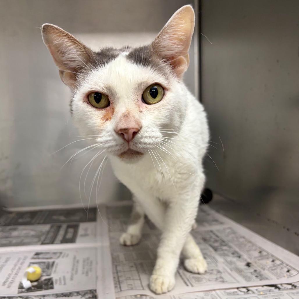 Enlarge Buster KCAC, a Adoptable Domestic Short Hair in Kerrville, TX image 3/5