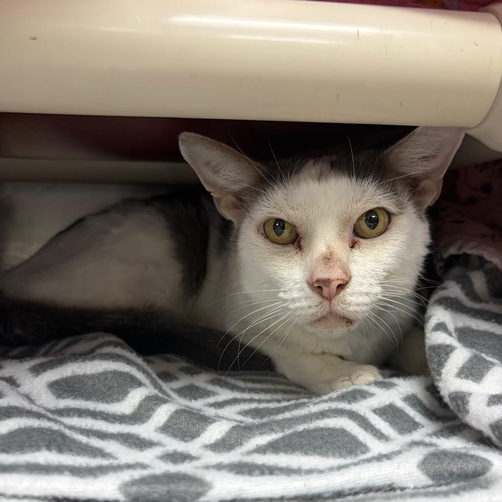 Enlarge Buster KCAC, a Adoptable Domestic Short Hair in Kerrville, TX image 4/5