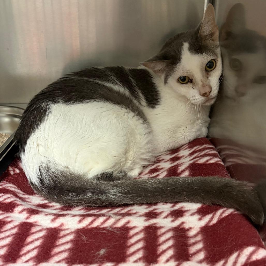 Enlarge Buster KCAC, a Adoptable Domestic Short Hair in Kerrville, TX image 5/5