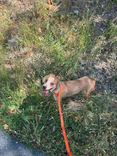 Enlarge George, a ADOPTABLE Mixed Breed in North Little Rock, AR image 1/1